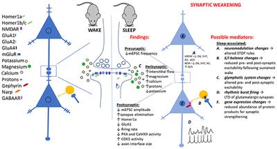 Linking Network Activity to Synaptic Plasticity during Sleep: Hypotheses and Recent Data